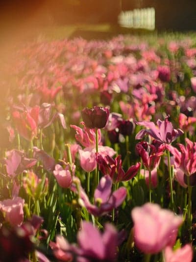Dreamy Field of Pink and Purple Tulips at Sunset