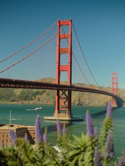Golden Gate Bridge Framed by Purple Wildflowers