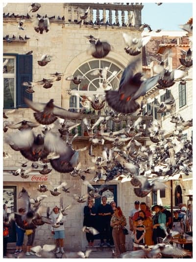 Pigeons Taking Flight in a Sunlit European Plaza