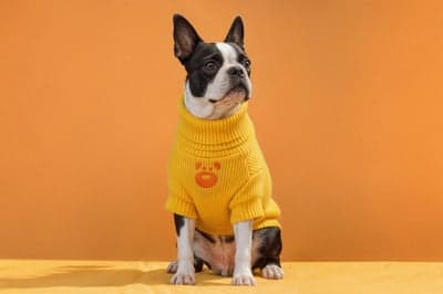 Boston Terrier in Yellow Turtleneck