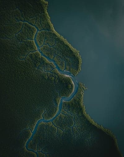 Aerial View of Winding Mangrove Estuary