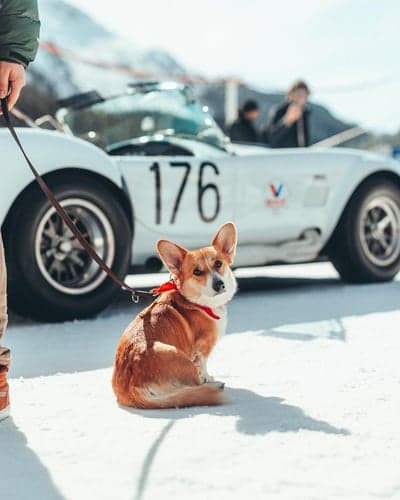 Corgi and Vintage Racing Car in the Snow